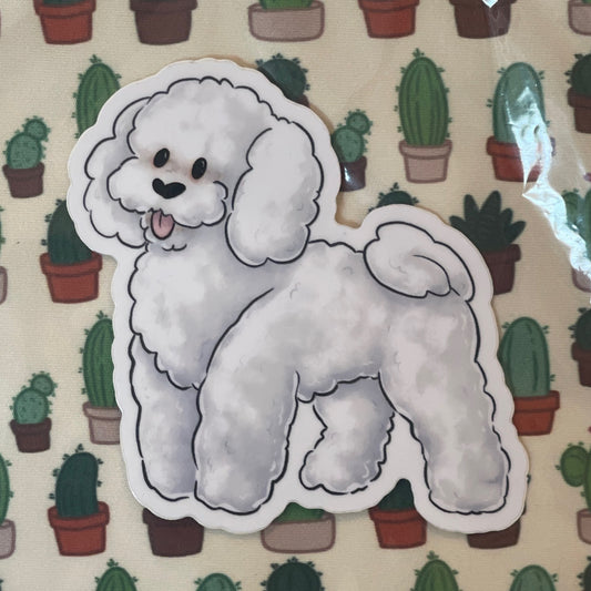 Bichon frise