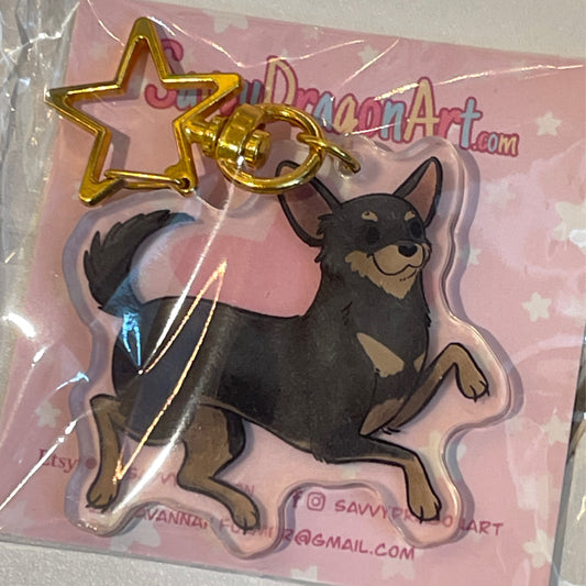 Chihuahua Black and Brown