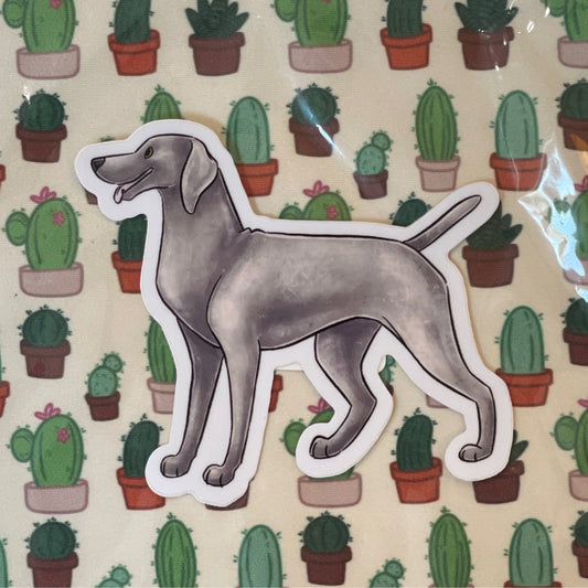 Weimaraner