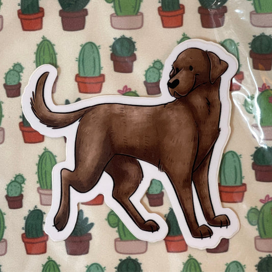 Labrador - chocolate