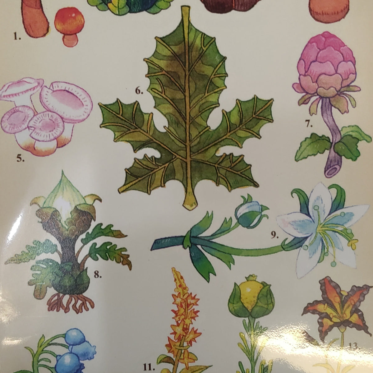 Zelda Plants 4x6 Small Print